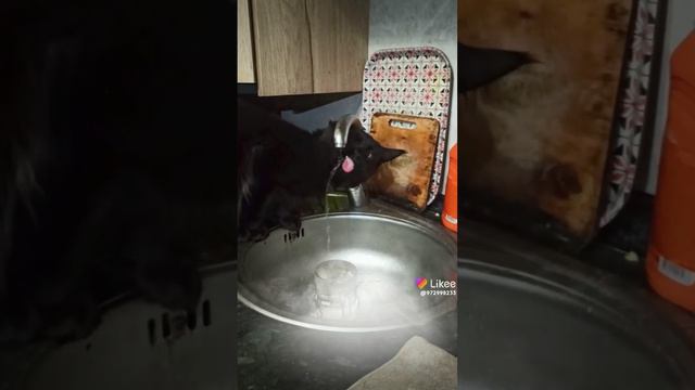 кот пьет воду из под крана