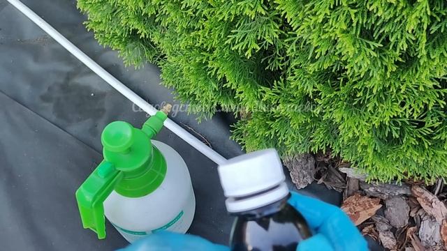 СРОЧНО 1 СРЕДСТВО СПАСЕТ ОГУРЦЫ от Всех Вредителей! Даже Дохлые огурцы вмиг заплодоносят!