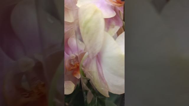 Обзор большого завоза в Леруа Мерлен Воронеж 02.05.2024 🌺😊🌸 #flowers #orchids #орхозависимость #о