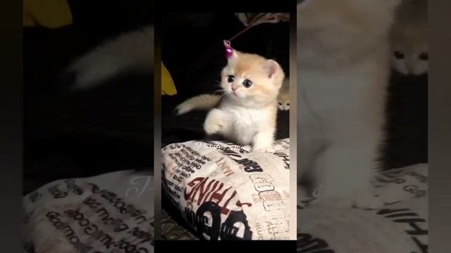 Маленькая прелесть? - котик золотого окраса ждет Вас!