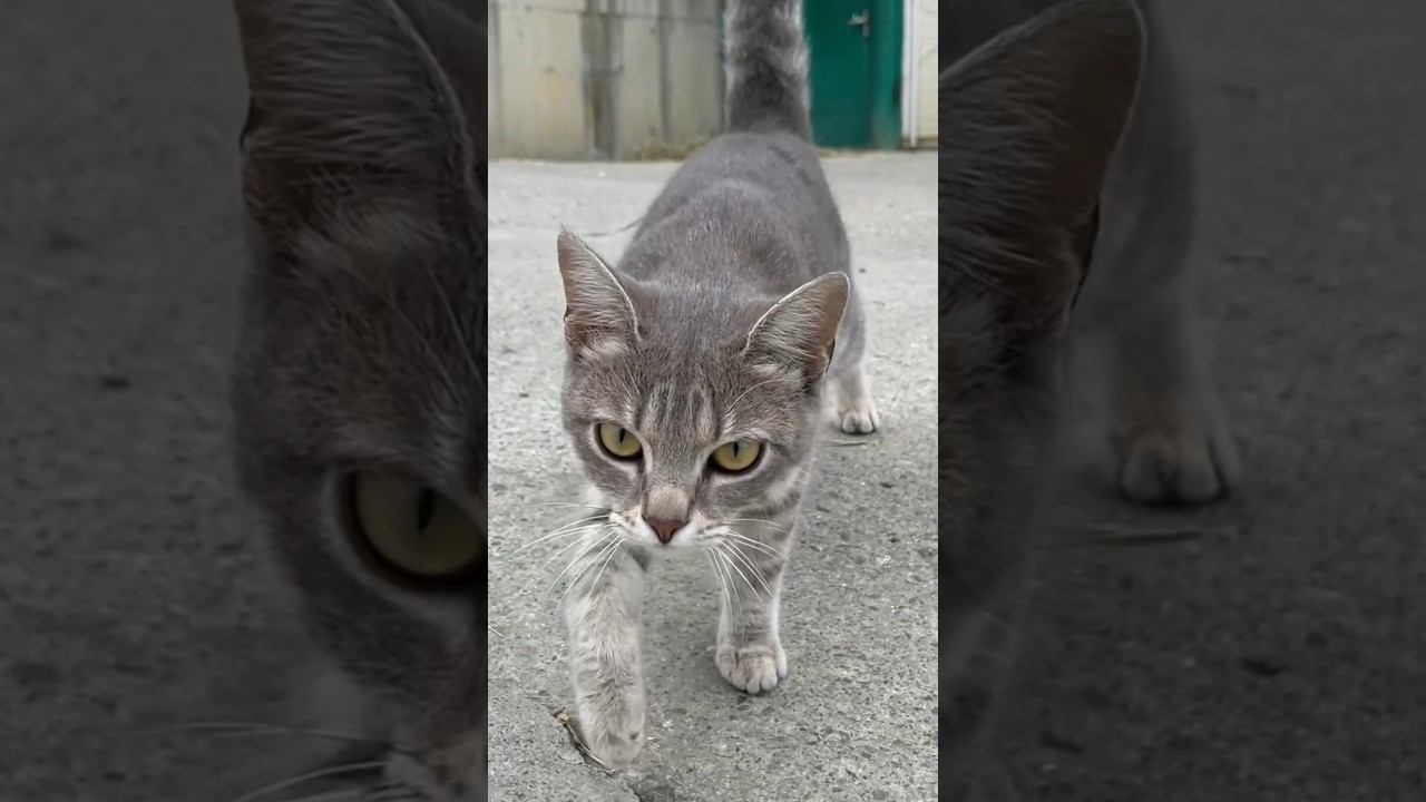 Кот хозяин района! Даже собака его боится! Всех держит в напряжении! Всем привет! #котдома