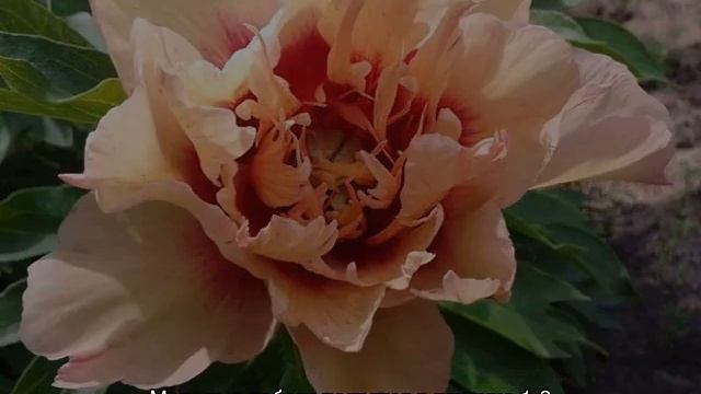 Пион Коллис Мемори (Paeonia Callie’s Memory)