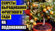 ❗ Неприхотливые комнатные растения из семян 🔔 Минидерево в горшочке лимон ⭐