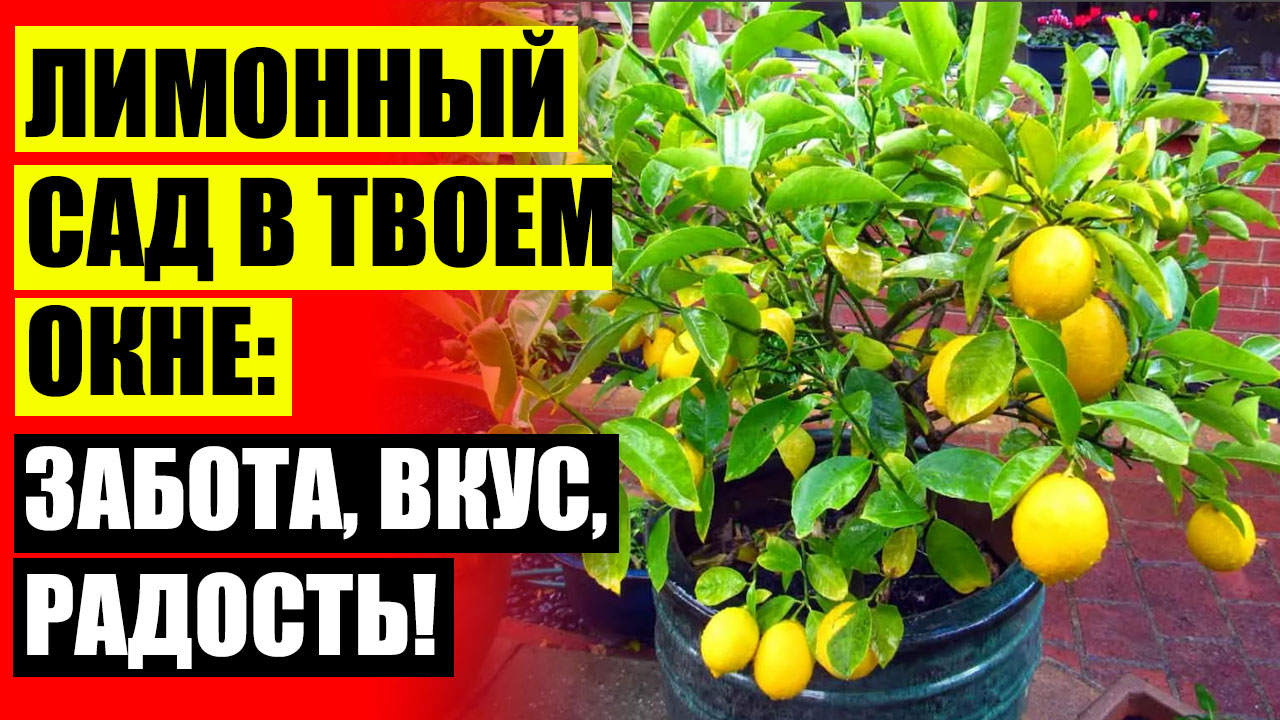 Как посадить лимон из косточки в домашних условиях ❗