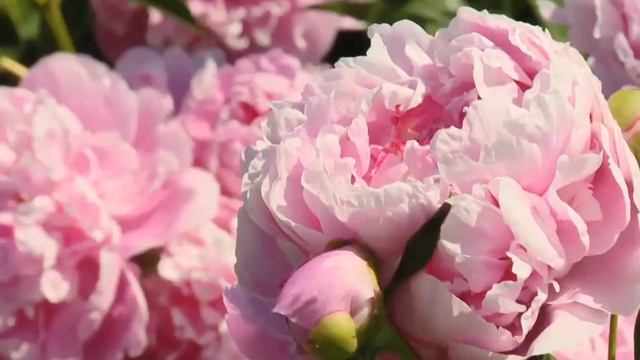 🌹Витас. "В горнице моей"