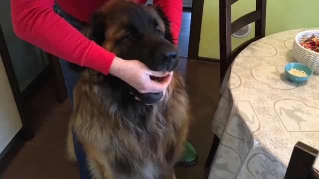Леонбергер Михей 2 года 82кг. День рождения. Leonberger Micah 2 years