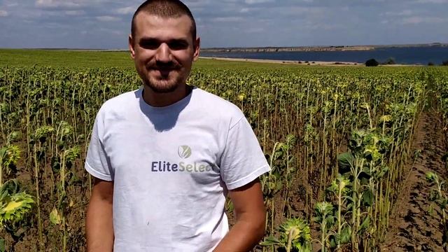 Поле подсолнечника ЕС Саксон в Николаевской области без капли влаги в июле 2019 года.