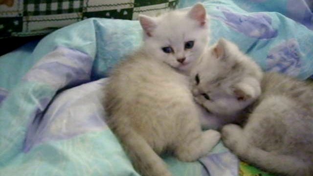 коты