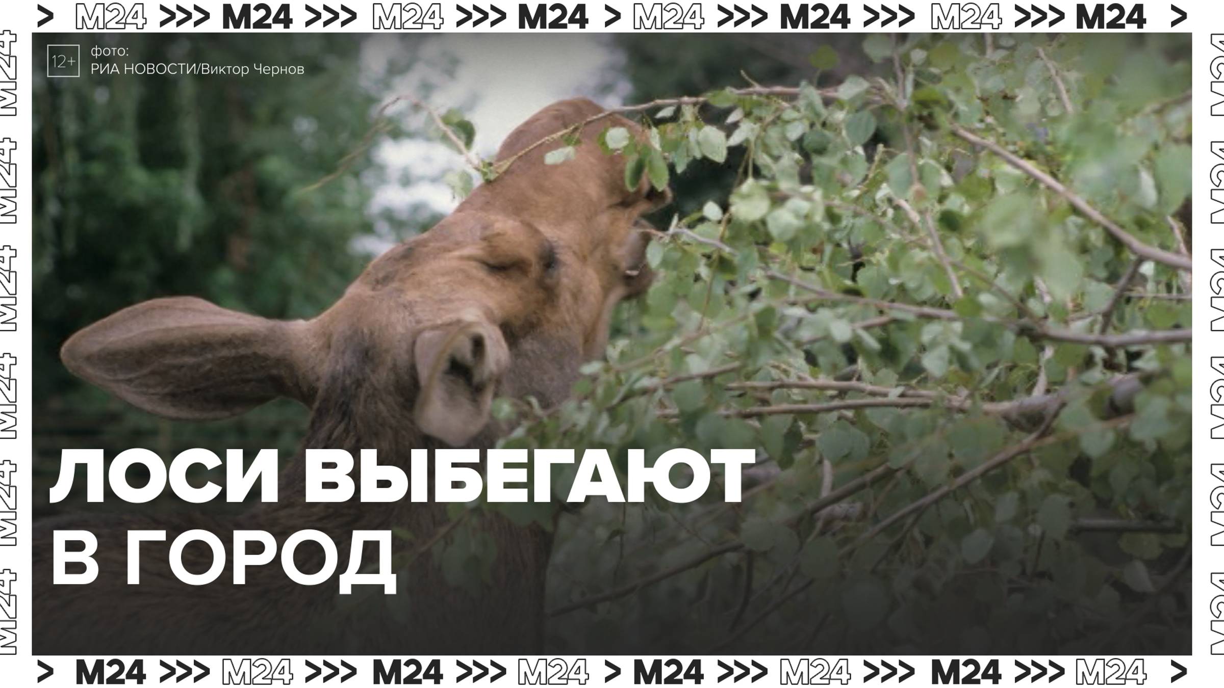 Перепуганного лося заметили в Химках — Москва24|Контент