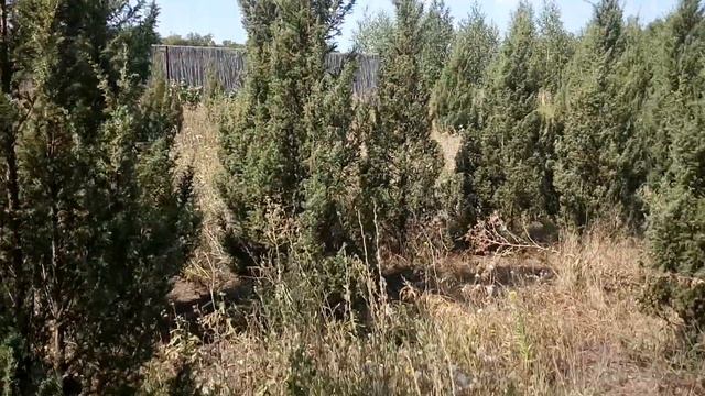Можжевельник обыкновенный  Plante.md