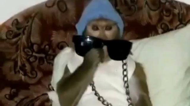 Заказ поздравления  от Николаича🐵🍺🤘 ватсап 89884190050