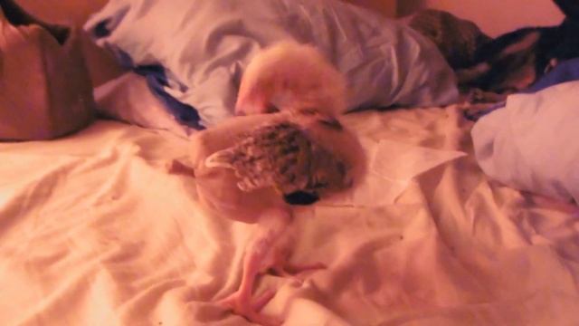 DIY Baby Chicken Diaper :)