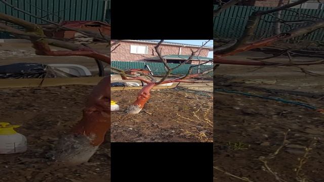 Спасаем яблони которые пострадали от морозобоя