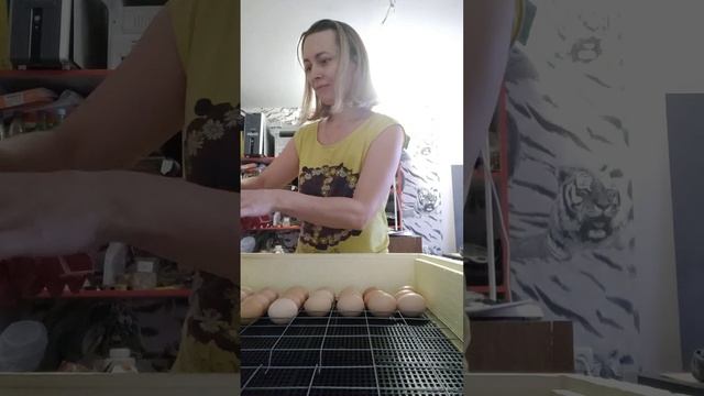 закладка в инкубатор