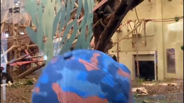 London Zoo| kids walking tour of The London Zoo!!! | Learning about Animals| Zoo Visit for Children