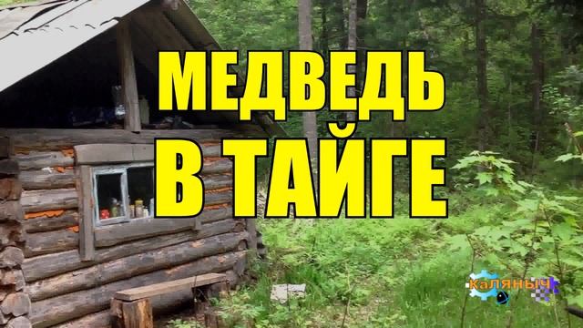 0854 - ИЗБУШКА ЛЕСНИКА _ МЕДВЕДЬ В ТАЙГЕ _ РАССКАЗЫ ПРО МЕДВЕДЕЙ