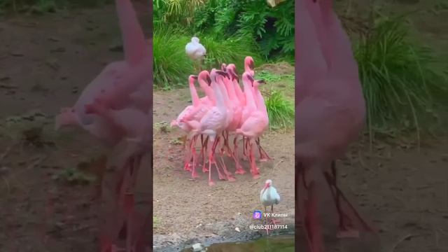 розовые фламинго кучкуются #фламинго #животные #юмор