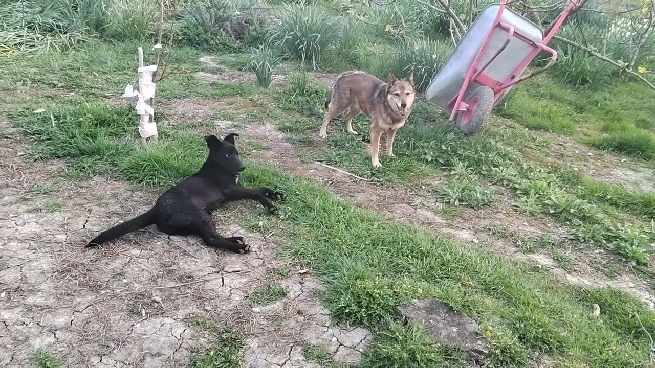 побегушки