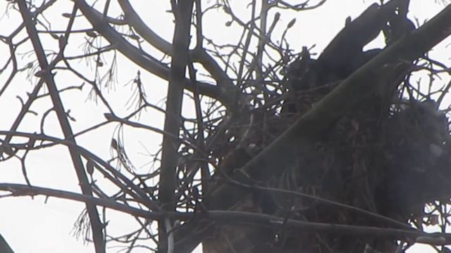 Ворона строит гнездо 08.04.2016