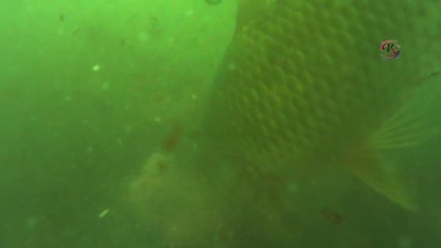 Подводные съемки ловли на "Пробку", рыбалка онлайн. Ловля карася. fishing озеро Карасун, Краснодар