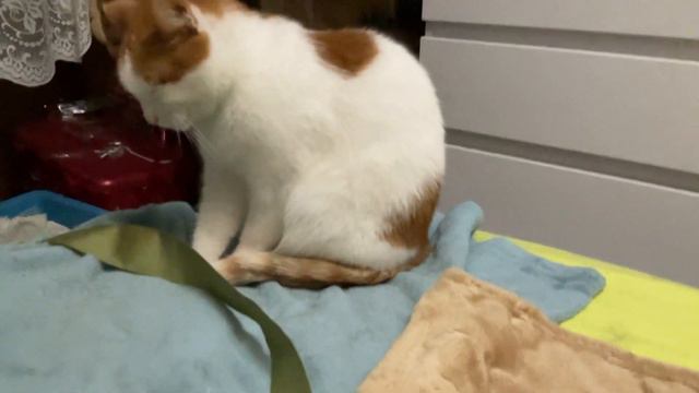 Котики Все котики спят, а Лёсик «месит»