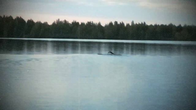 Плавание на открытой воде в Ярославле
