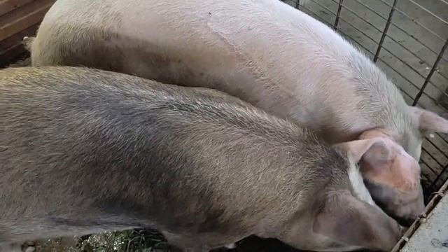 Решил попробовать свои силы? в разводе  ДЮРКОВ ?Купил 2 ремки на племяСпарю их с ДЮРКОМ  Жоркой