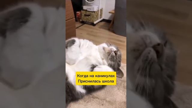 школа она такая 😁
подписывайтесь на мой канал друзья,буду очень рад 😎