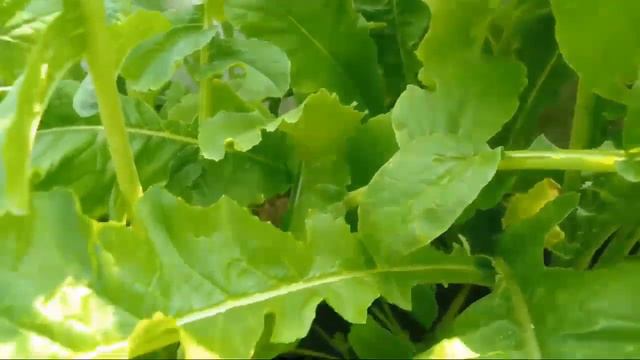 Garden Tips Live
