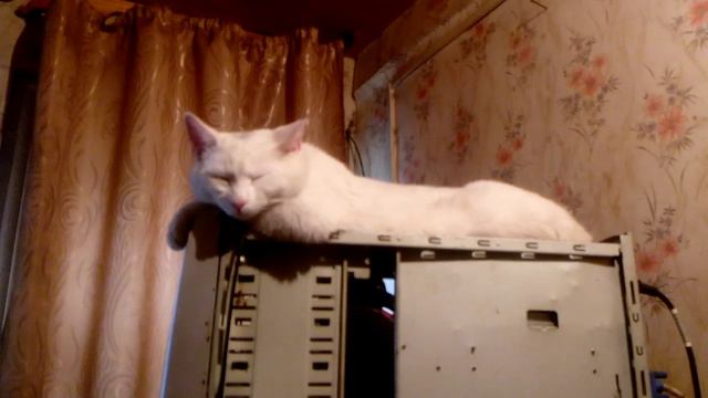 Безмятежный сон кота на Компьютере