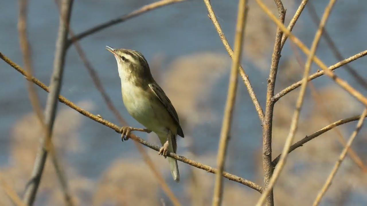 Камышевка-барсучок (Acrocephalus schoenobaenus)