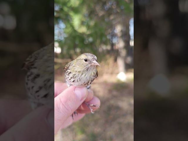 Чижовка 28.04.2024