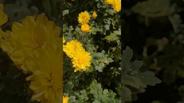 Маленькие солнышки. #солнышко #желтыецветы #хризантемы #гелениум #цветочки #красота #лето #солнышки