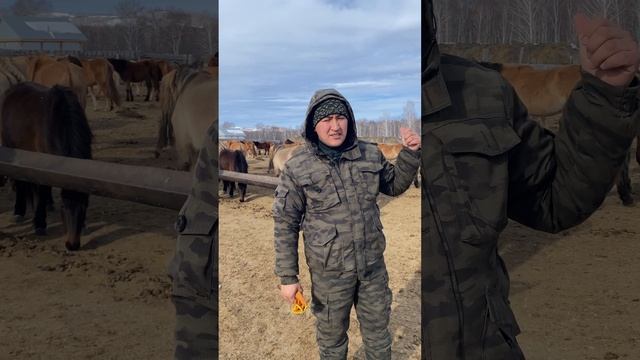 Коневодство «На ферме у Барона»