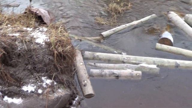 Поход в тайгу Впереди 50 км дорог Охота на соболя началась