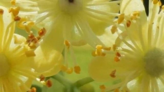 ЛИПА  TILIA  сем. Мальвовые Липовые