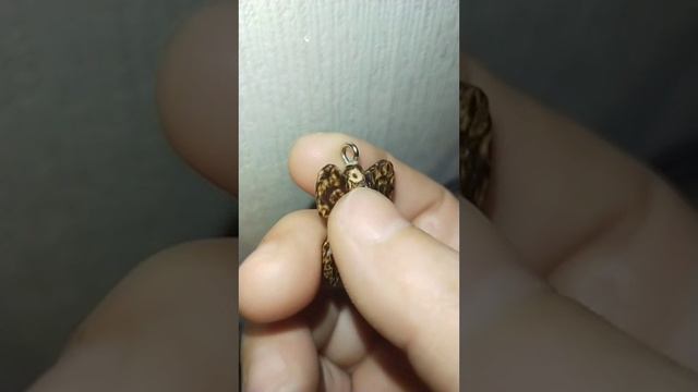 бабочка