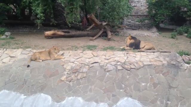 Московский зоопарк , львы , тигры , слоны , обезьяны , Moscow Zoo, lions, tigers, elephants, monkey