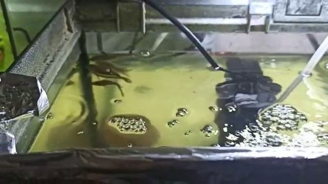 Аквариум