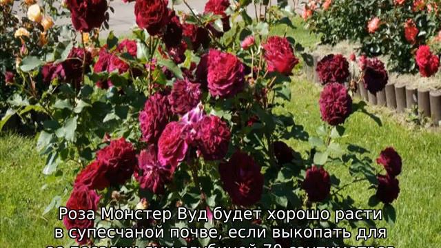 Роза Манстед Вуд