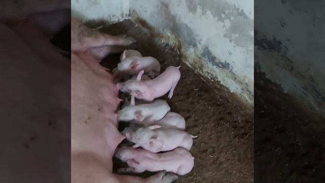 Опорос Юльки и Настюхи , что мы получили  от крупнобелой и какие формы у поросят