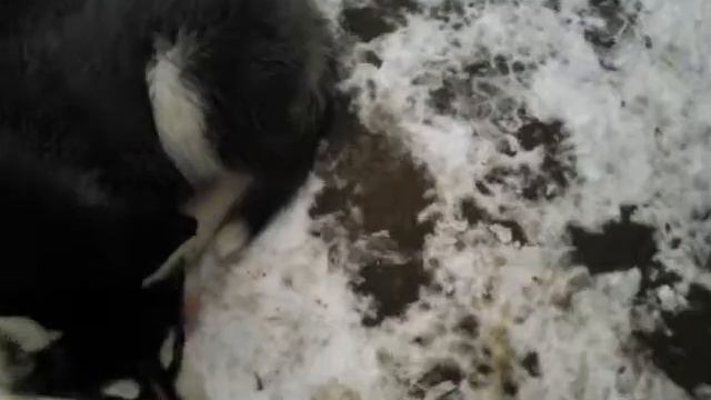 Снеговичок Майк и хасята успейте купить малышей