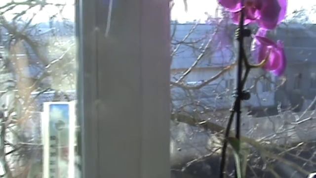 ВЛОГ: ПОКУПКИ ПРОДУКТОВ/НОВИНКИ ДЛЯ ДОМА/СМОТРЮ ХОЛОСТЯК)