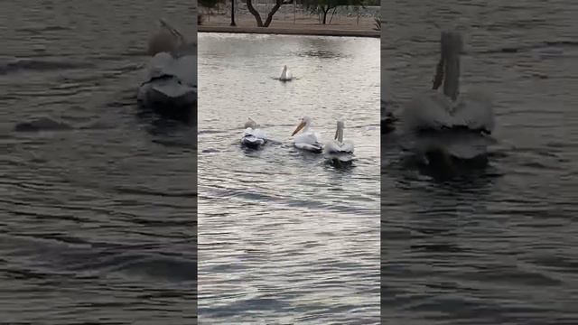 A Pelican Tries to Steal Another Pelican’s Fish   ViralHog