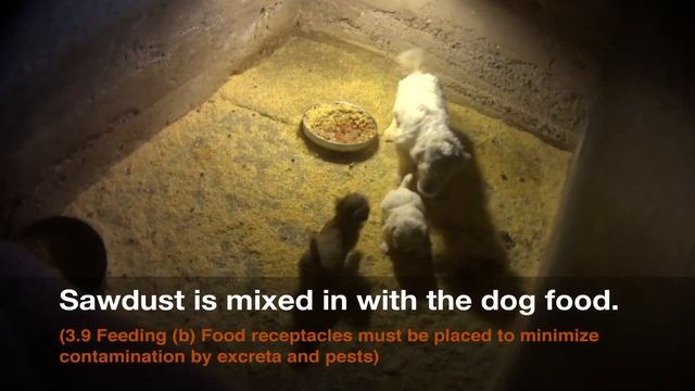 Randy Stoen's USDA Licensed Puppy Mill in Dows, IA | Iowa Dog Breeder