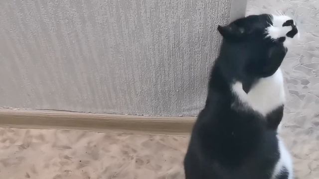 #суп#котейки#робот уборка