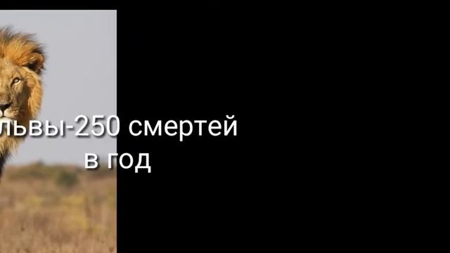 Самые опасные существа для человека