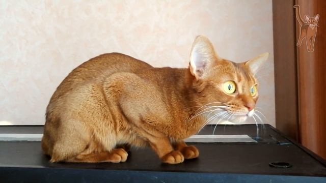 Абиссинская кошка смотрит в окошко на птичек [kotopurrs]
