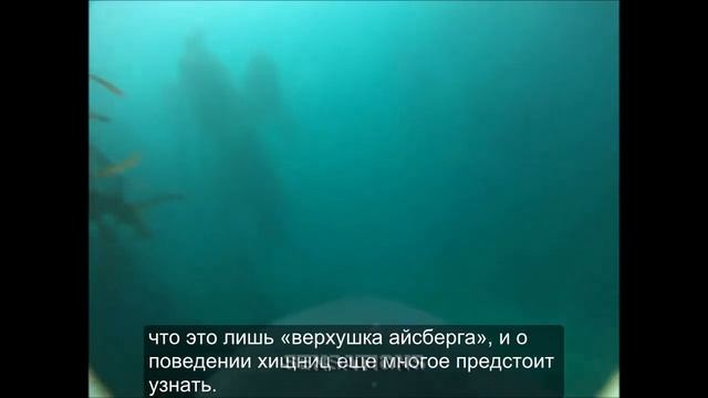 Охота большой белой акулы снятая на прикреплённую камеру