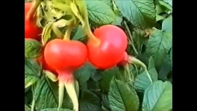 Ліки навколо нас